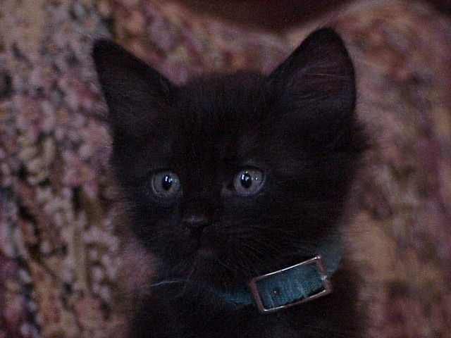 Black Siberian Kitten Face