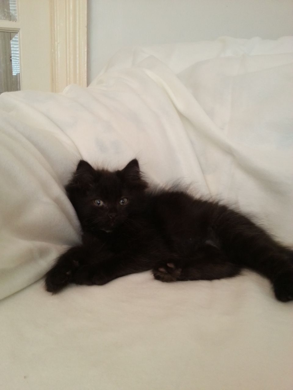 Black Siberian Kitten On Bed