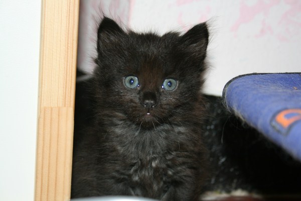 Black Siberian Kitten Picture