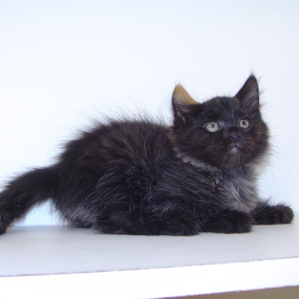 Black Siberian Kitten Sitting On Wall