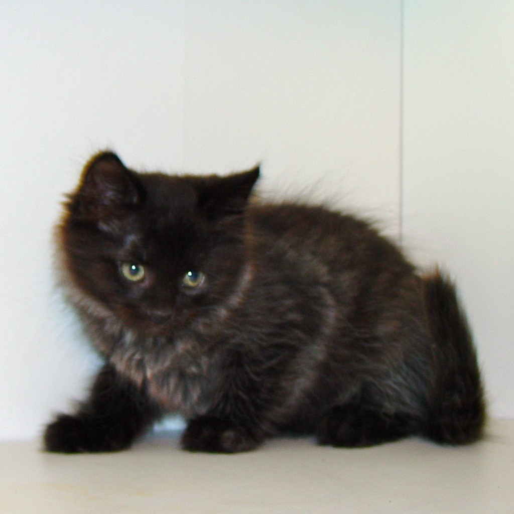 black siberian cat for sale