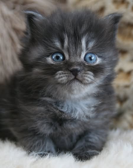 Black Smoke Siberian Kitten With Blue Eyes