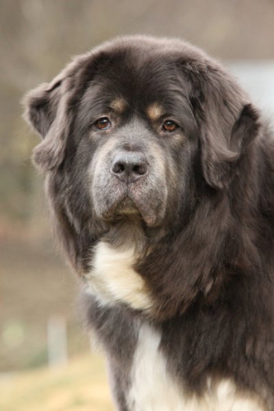 Black Tibetan Mastiff Dog Face Picture