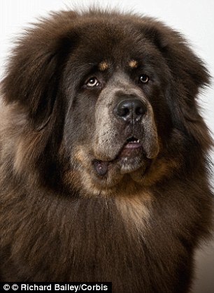 Black Tibetan Mastiff Dog Face