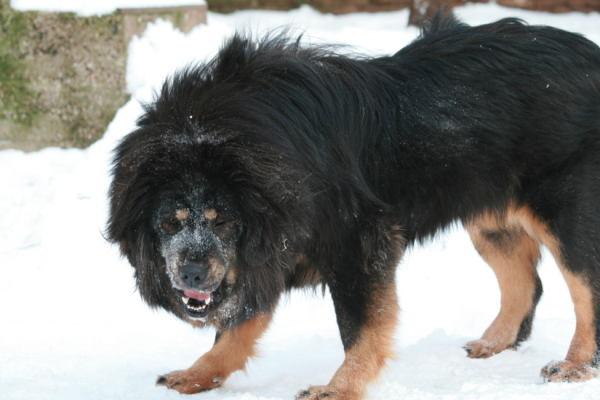 Black Tibetan Mastiff Dog In Snow
