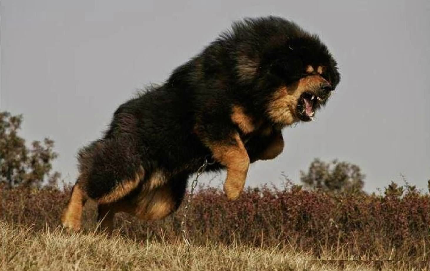 Black Tibetan Mastiff Dog Jumping