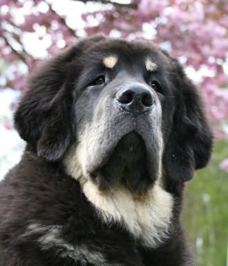 Black Tibetan Mastiff Dog Photo