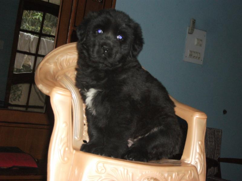 Black Tibetan Mastiff Puppy Sitting On Chair