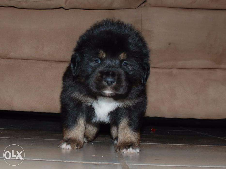 Black Tibetan Mastiff Puppy