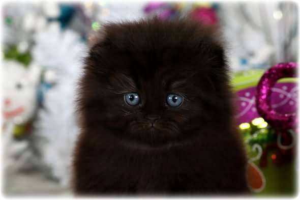 Blue Eyes Black Himalayan Kitten