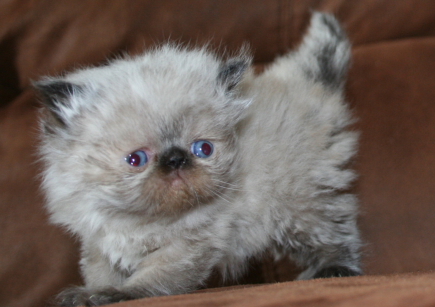 Blue Eyes Himalayan Kitten