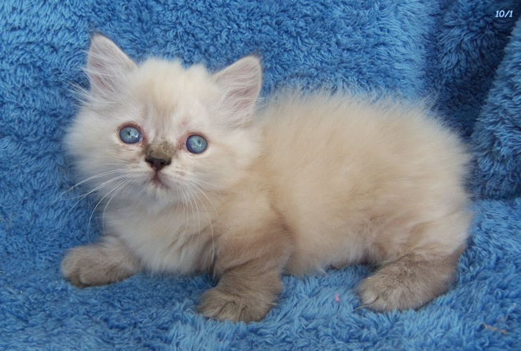 Blue Eyes Long Hair White Manx Kitten