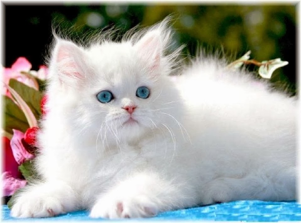 Blue Eyes White Himalayan Kitten Sitting