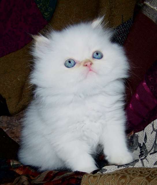 Blue Eyes White Himalayan Kitten