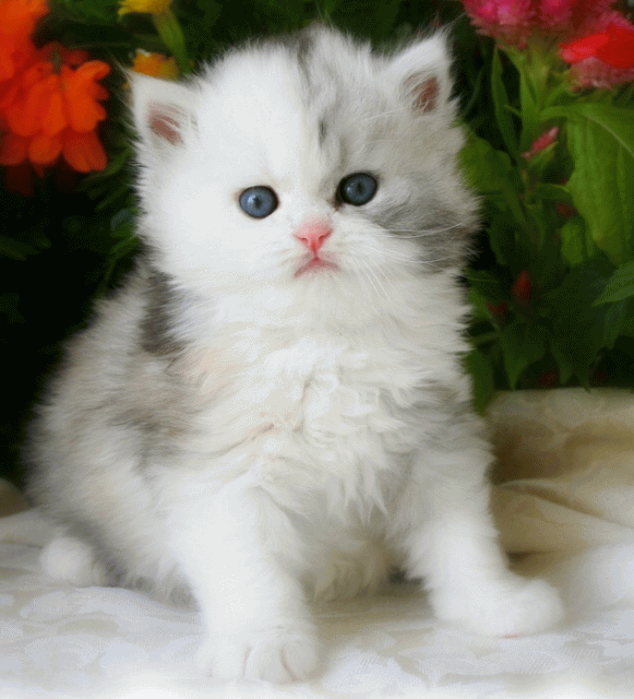 Blue Eyes White Himalayan Kitten