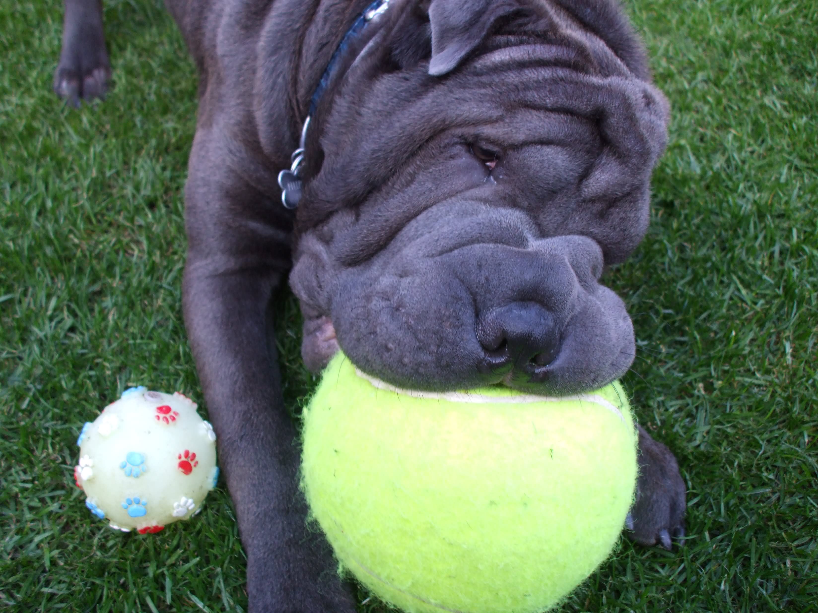 Blue Shar Pei Dog Playing With Ball