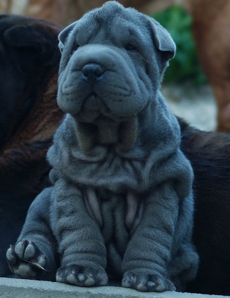 blue shar pei puppy