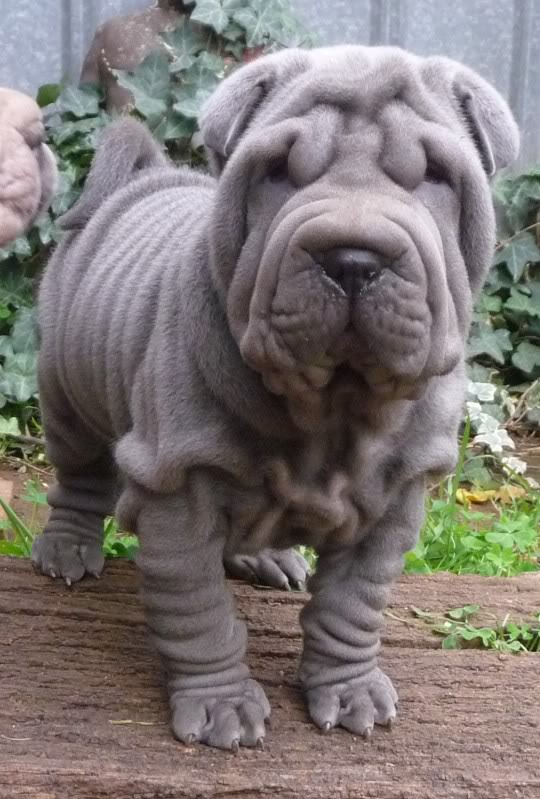 25 Very Awesome Blue Shar Pei Dog Photos And Pictures