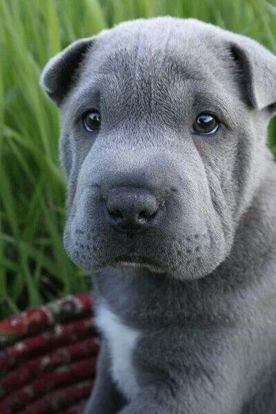 Blue Shar Pei Puppy Face