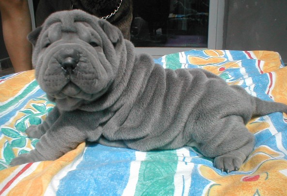 Blue Shar Pei Puppy Laying On Bed