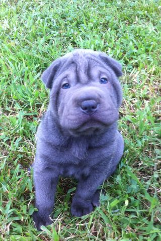 Blue Shar Pei Puppy Looking Up