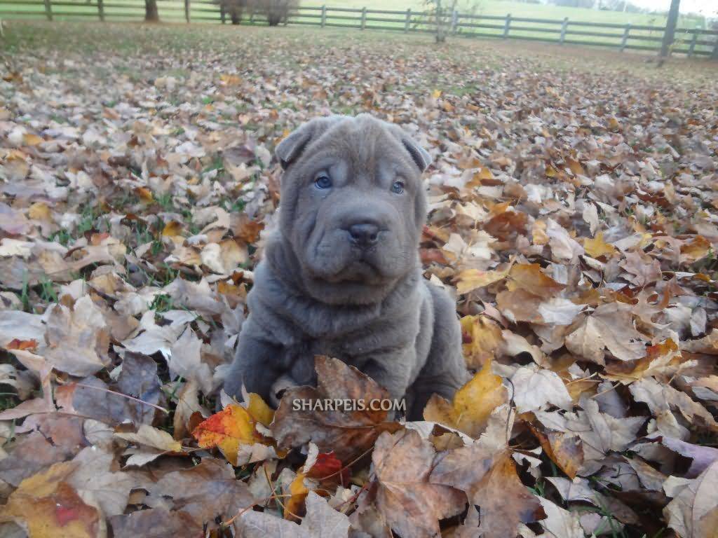 Blue Shar Pei Puppy Sitting On Autumn Leaves