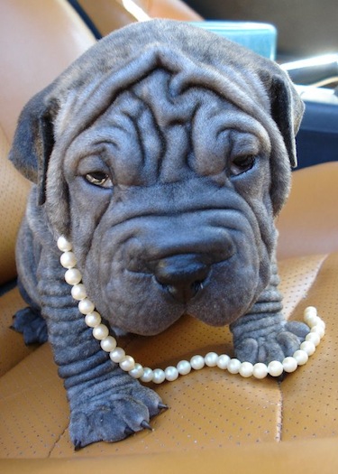 Blue Shar Pei Puppy With Pearl Necklace