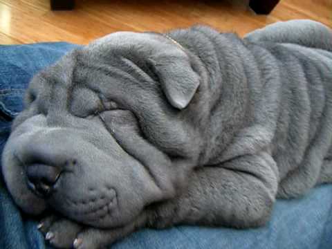 Blue Sleeping Shar Pei Dog