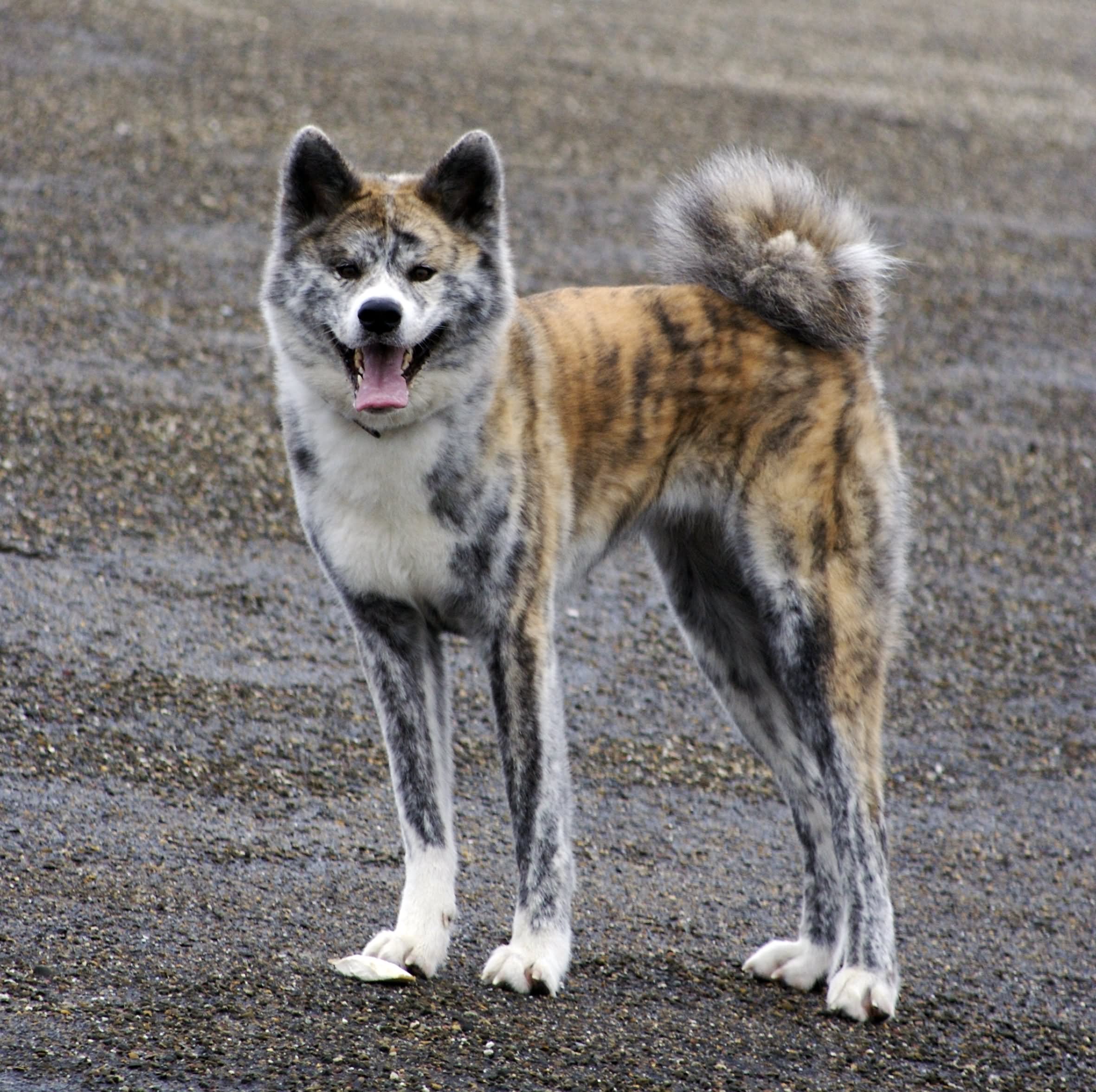 Brindle Akita Dog Picture