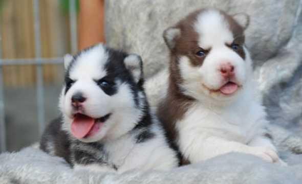Brown And Black Siberian Husky Puppies Sitting
