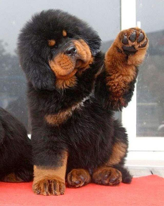 Brown And Black Tibetan Mastiff Puppy