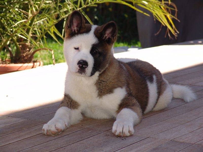 Brown And White Brindle Akita Puppy Sitting