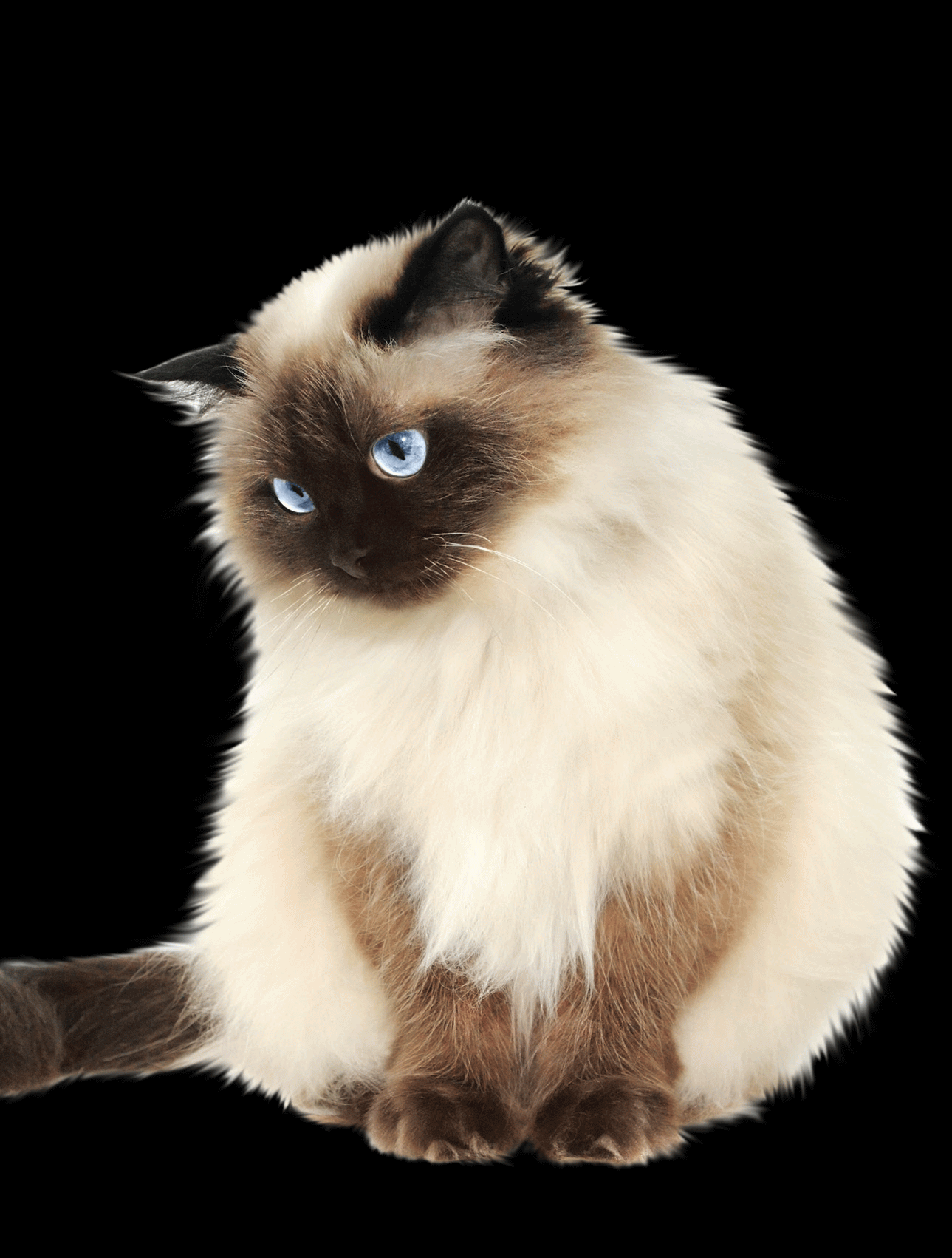 Brown And White Himalayan Cat Sitting Photo