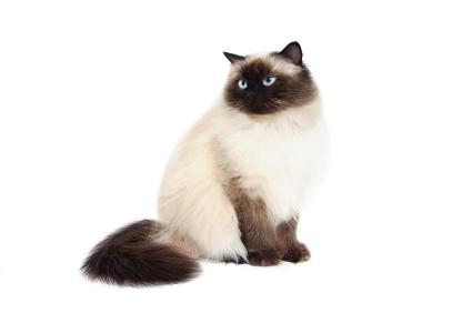 Brown And White Himalayan Cat Sitting