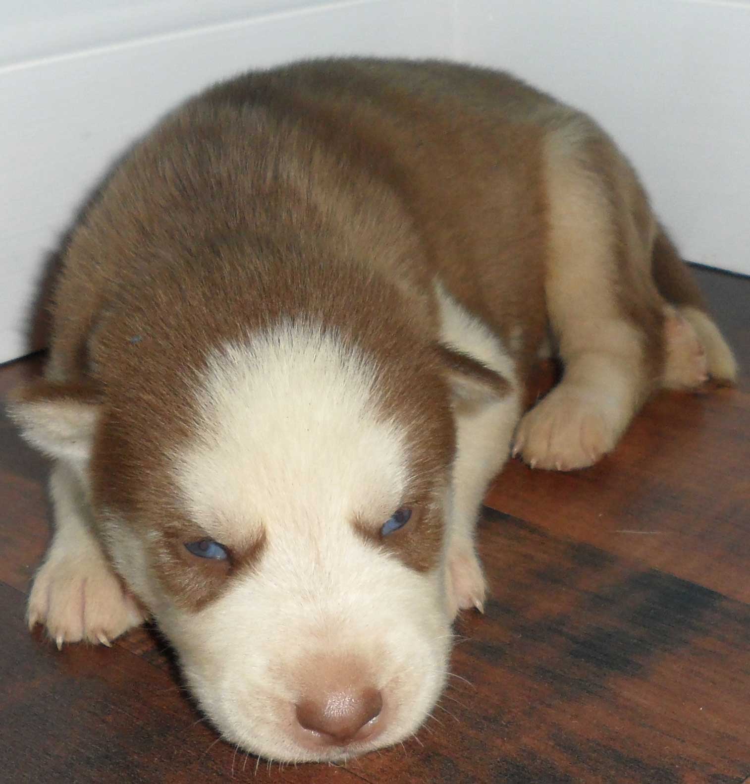 Brown And White Little New Born Siberian Husky Puppy Laying