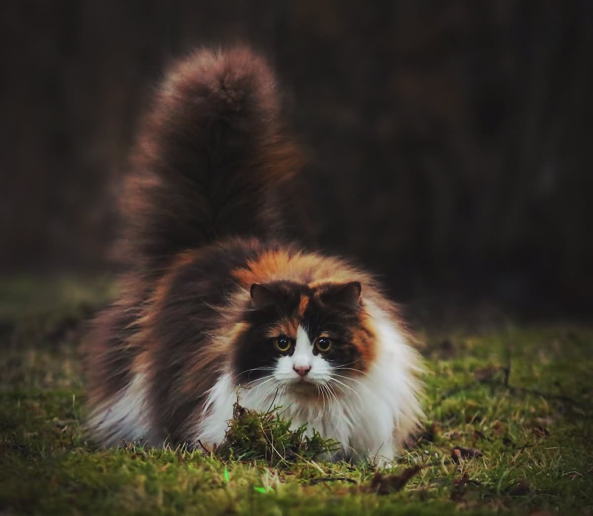 Brown And White Norwegian Forest Cat In Garden