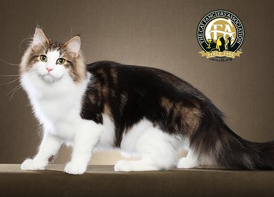 Brown And White Norwegian Forest Cat