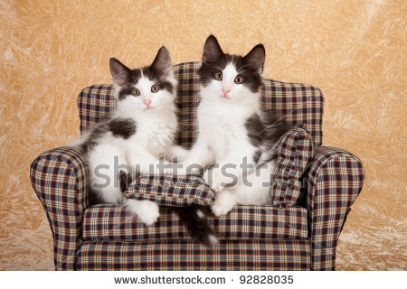 Brown And White Norwegian Forest Kittens Sitting On Sofa