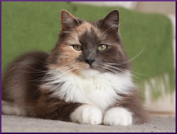 Brown And White Siberian Cat Sitting