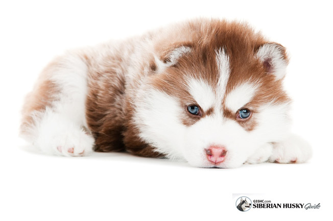 Brown And White Siberian Husky Puppy Laying Down