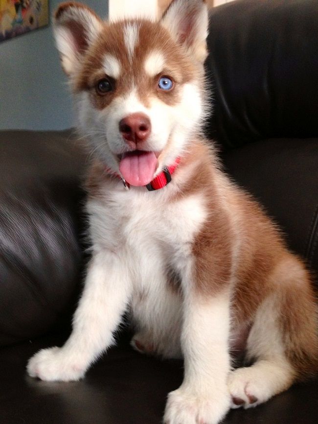 Brown And White Siberian Husky Puppy Sitting On Sofa