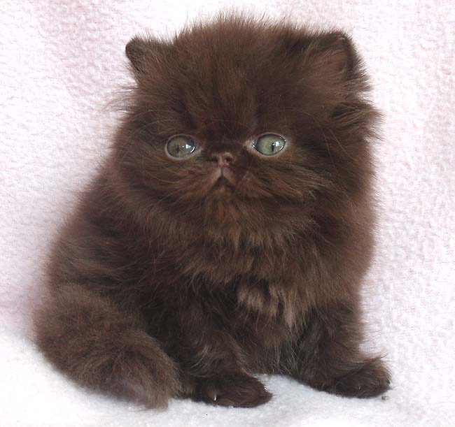 Brown Cute Himalayan Kitten