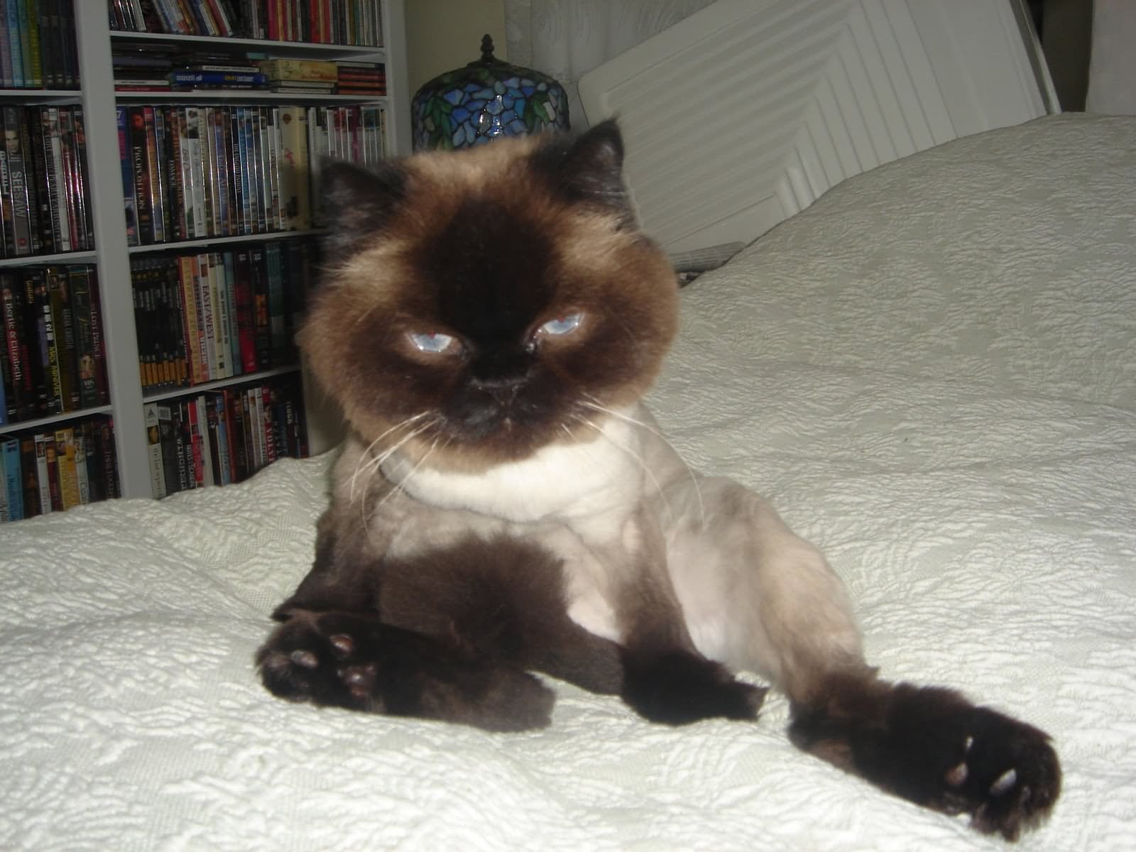 Brown Face Himalayan Cat Sitting On bed