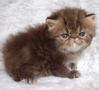 Brown Himalayan Kitten