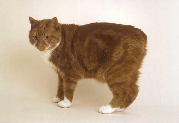 Brown Manx Cat Photo