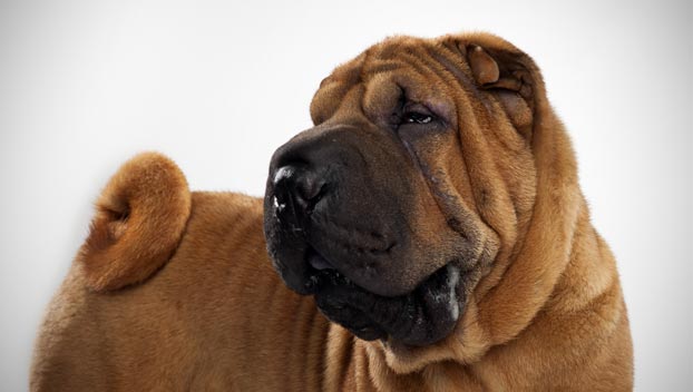 Brown Shar Pei Dog Picture