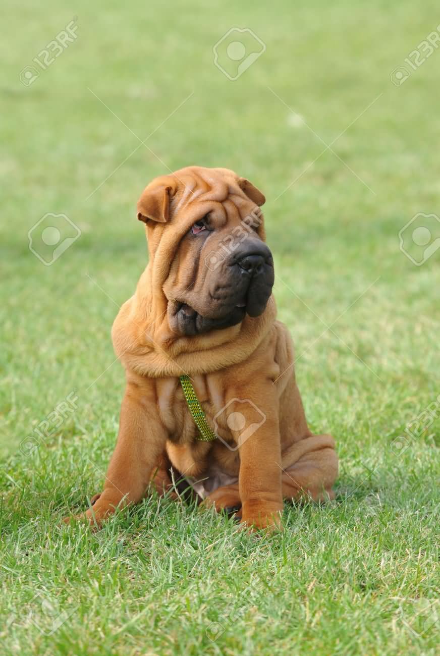 Brown Shar Pei Dog Sitting On Grass