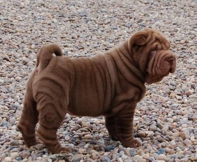 Brown Shar Pei Puppy Outside