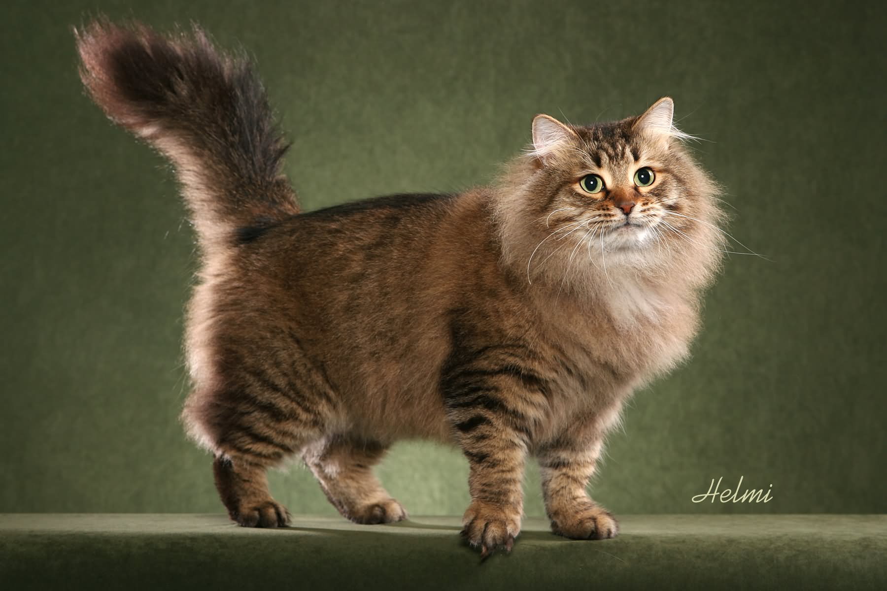 Brown Siberian Cat Photo