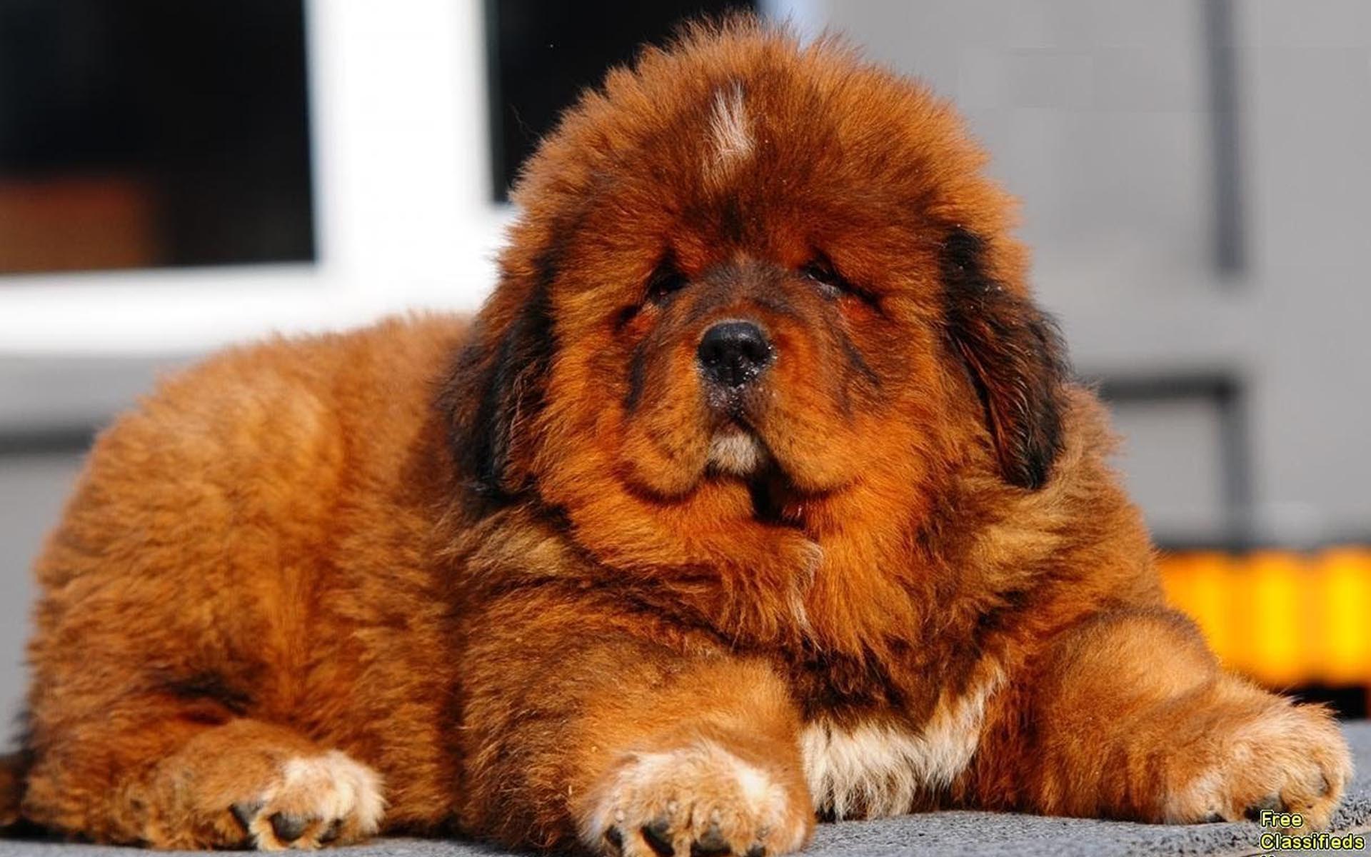 Brown Tibetan Mastiff Puppy
